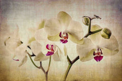 Pale Orchids Wide