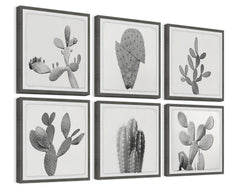 Cactus Variety II Hexaptych