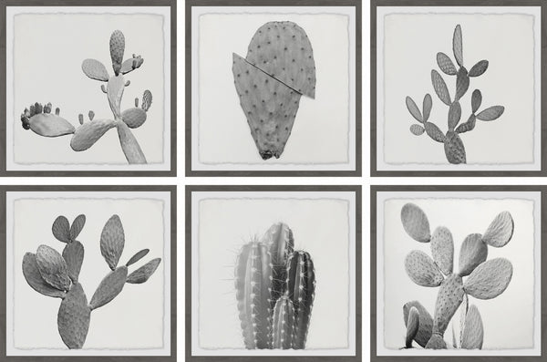 Cactus Variety II Hexaptych