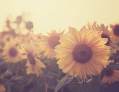 Sunflower September