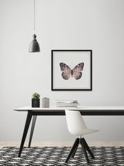 Pink and Black Butterfly