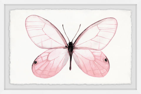 Pink Butterfly Beauty