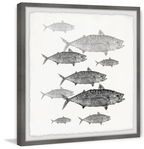 Freshwater Fish