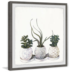 Classy Succulents