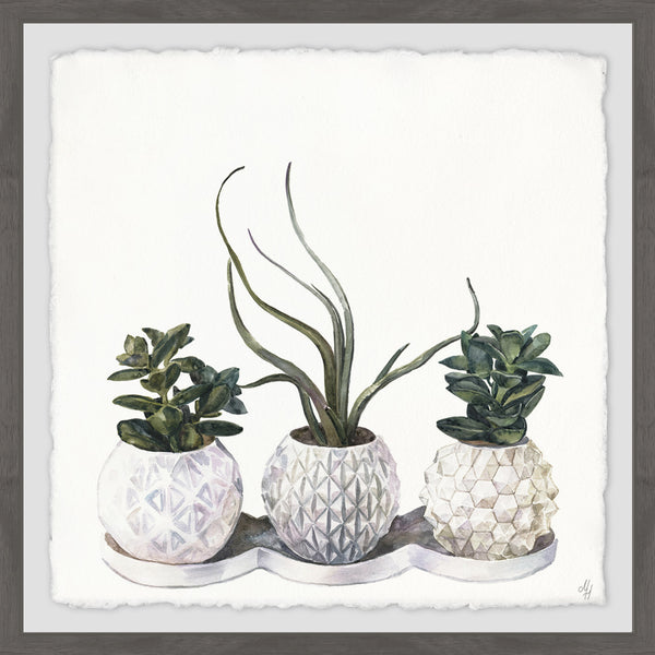 Classy Succulents