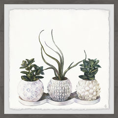 Classy Succulents