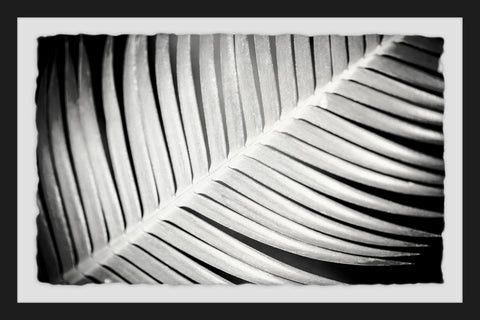 Palm Frond II