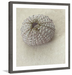 White Urchin Shell