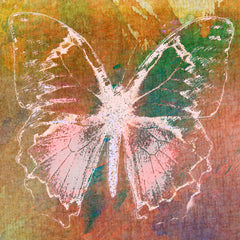 Farfalla III