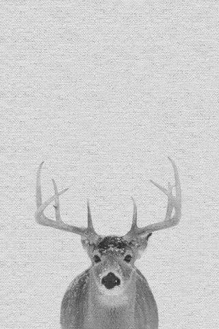 Grey Deer II