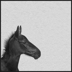 Black Horse IV
