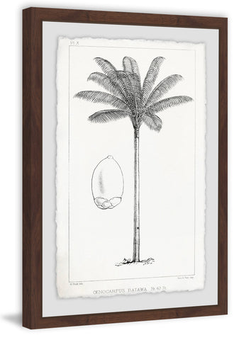 Amazon Palm Tree