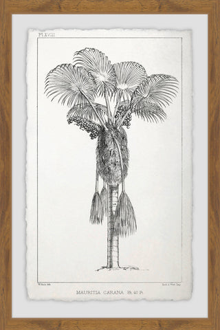 Palm Livistona