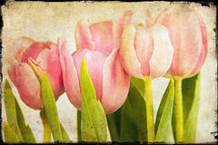 Pink Tulips CU
