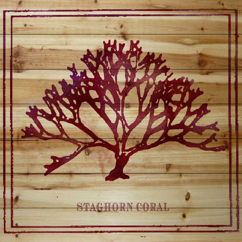 Staghorn Coral