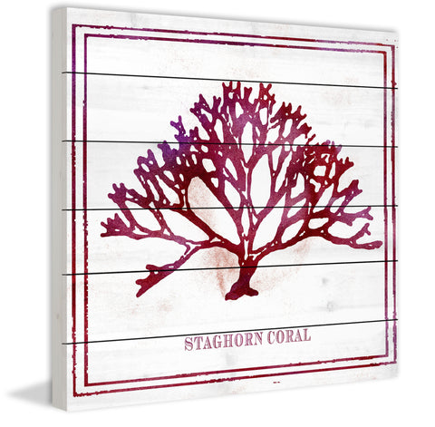 Staghorn Coral