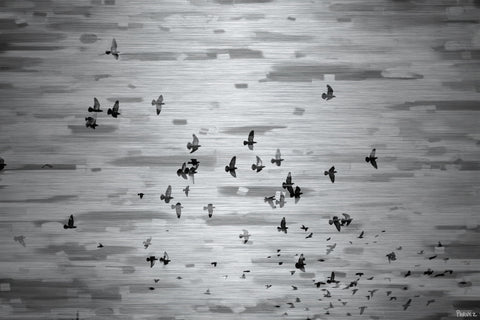 Birds in Flight