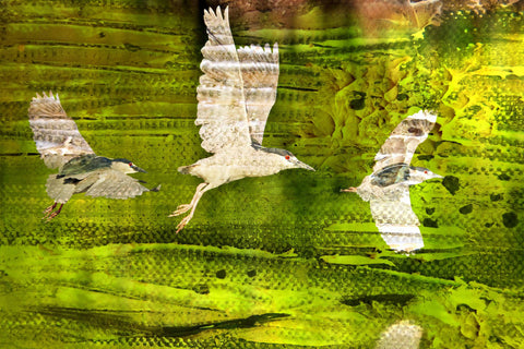 Flock of Threes