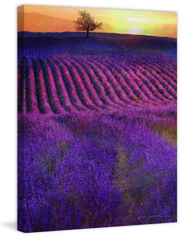 High Summer Lavenders