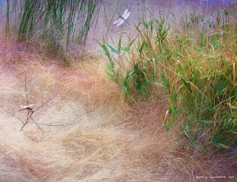 Muhly Grass Textures