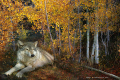 Wolf Repose Aspen