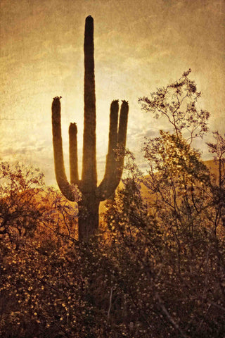 Silhouette of the Saguaro