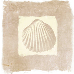 Sea Shell