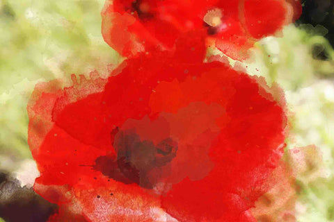 Red Poppy