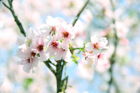 Spring Blooming