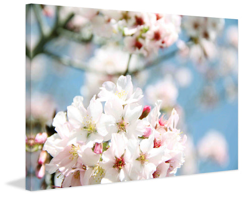 Dreaming of Spring