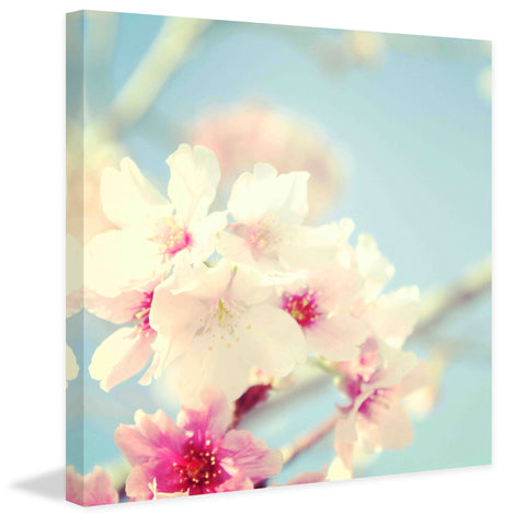 Cherry Tree in Bloom