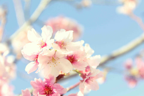 Tree in Bloom