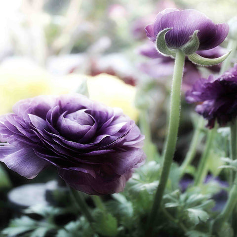 Floral Melody III