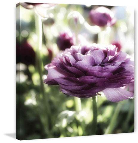 Floral Melody IV