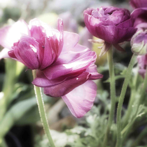 Floral Melody VII