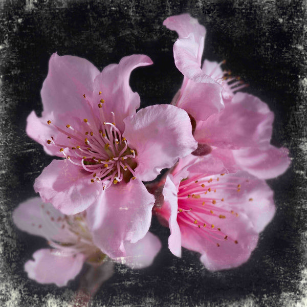 Plam Pink Blossoms
