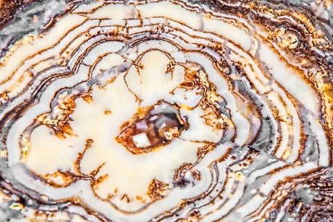 Wild Rings