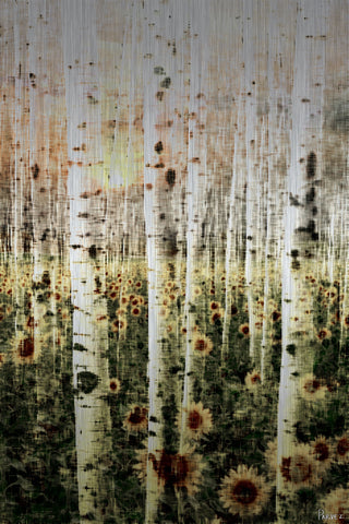 Daisy Forest