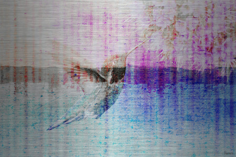 Humming Bird