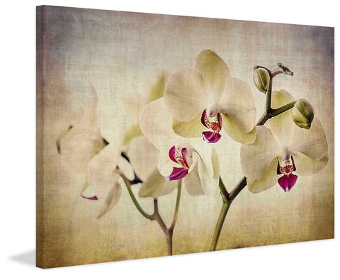 Pale Orchids Wide