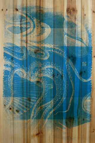 Octopus 16