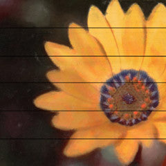 Daisy