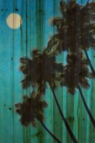 Palms II