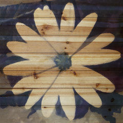Daisy III