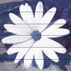 Daisy III