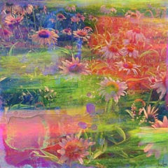In Bloom