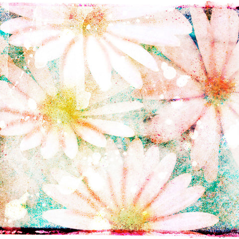 Daisies