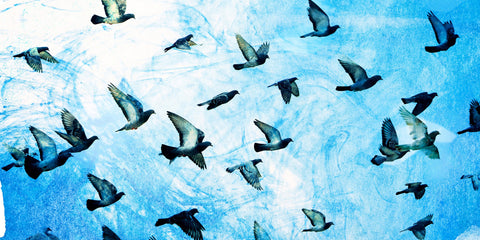 Birds Flying South