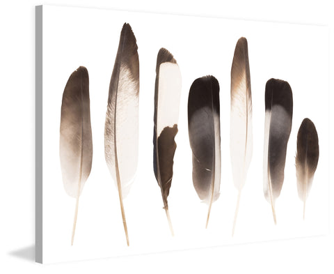 Dark Feathers in the Light