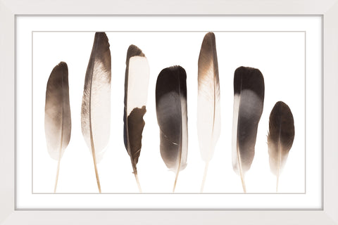 Dark Feathers in the Light